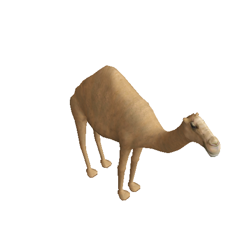 A camel
